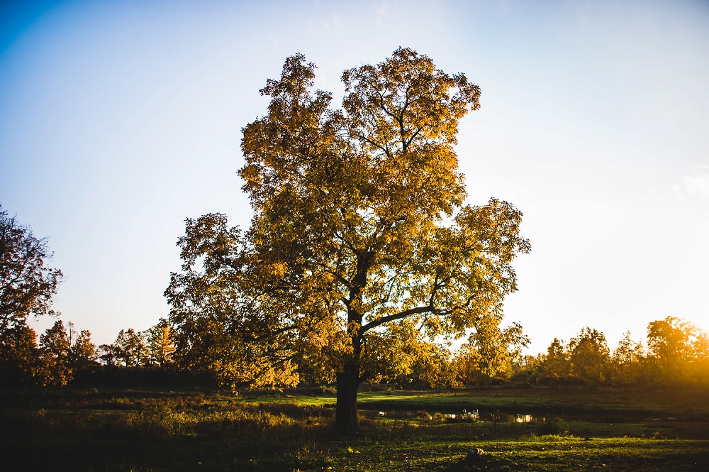Raleigh-Wedding-Photographer-Equestrian Engagement Session-18
