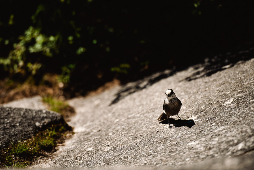 rangeley maine photos best maine wedding photographer by dave shay