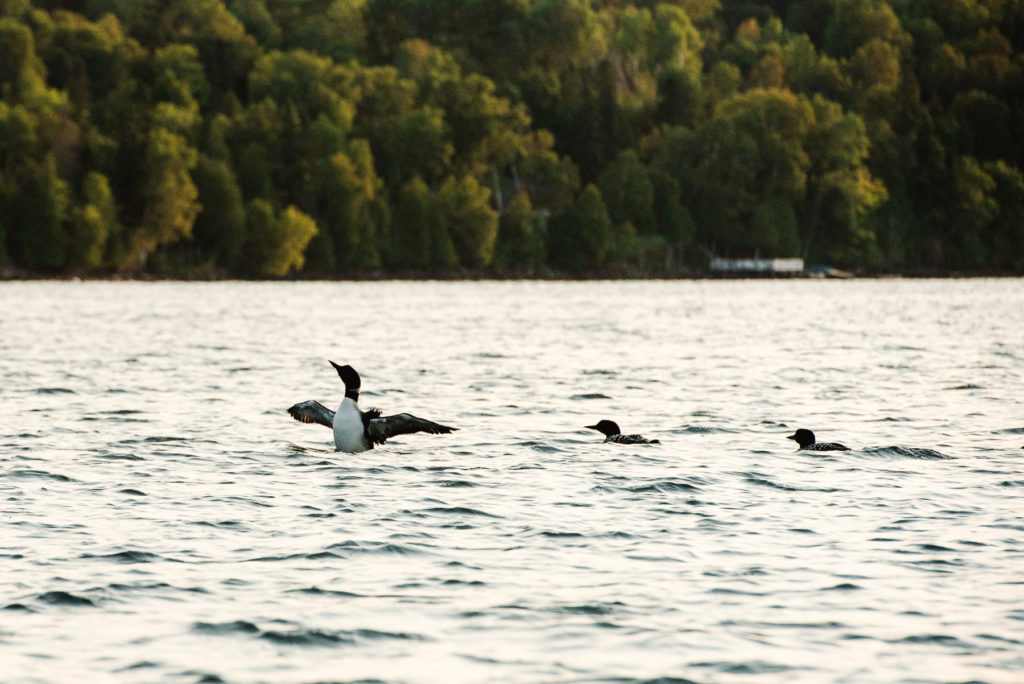 rangeley maine photos best maine wedding photographer by dave shay