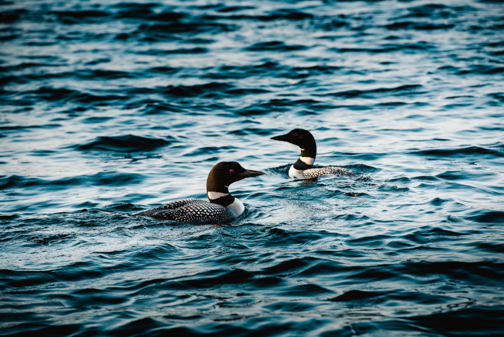 rangeley maine photos best maine wedding photographer by dave shay