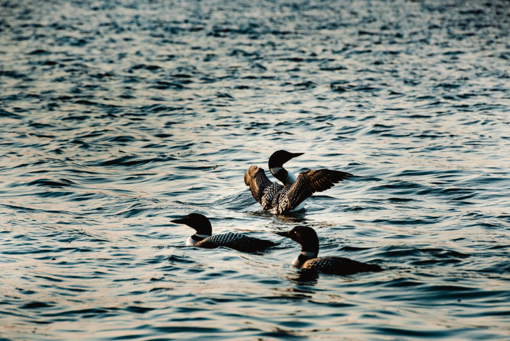 rangeley maine photos best maine wedding photographer by dave shay