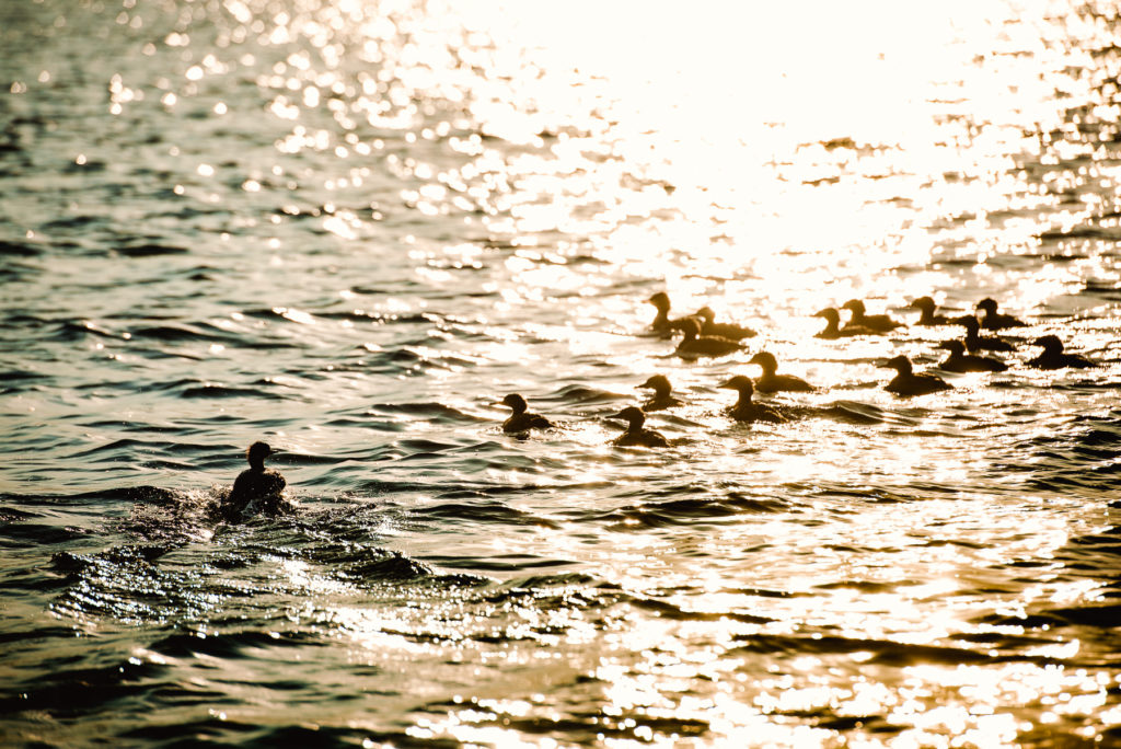 rangeley maine photos best maine wedding photographer by dave shay